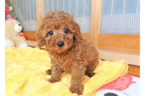 成約済の熊本県のトイプードル-98444の1枚目