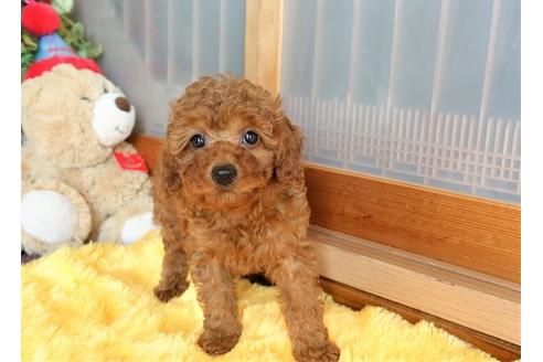 成約済の熊本県のトイプードル-98444の5枚目