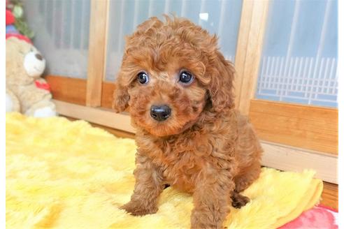 成約済の熊本県のトイプードル-98444の4枚目