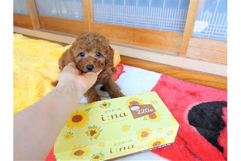 成約済の熊本県のトイプードル-98444の2枚目