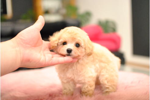成約済の茨城県のタイニープードル-98446の3枚目