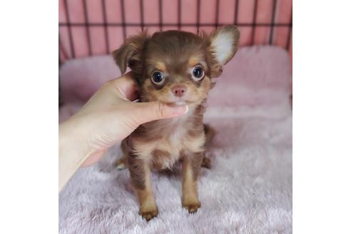 成約済の京都府のチワワ(ロングコート)-95844の1枚目