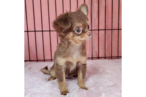 成約済の京都府のチワワ(ロングコート)-95844の4枚目