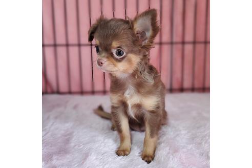 成約済の京都府のチワワ(ロングコート)-95844の3枚目