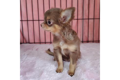 成約済の京都府のチワワ(ロングコート)-95844の2枚目