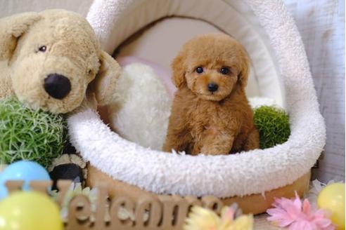 成約済の滋賀県のトイプードル-96737の5枚目