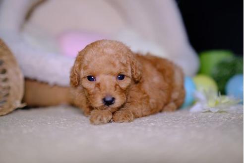 成約済の滋賀県のトイプードル-96737の2枚目