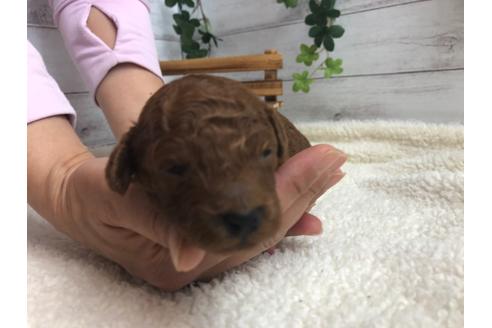 成約済の静岡県のトイプードル-98474