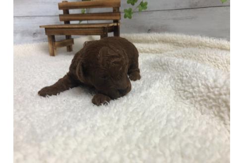 成約済の静岡県のトイプードル-98474の5枚目