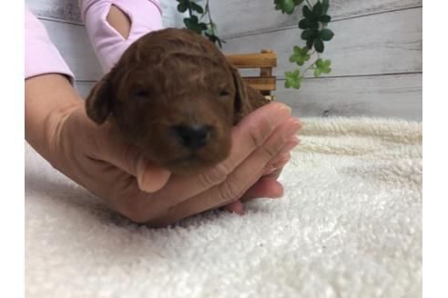 成約済の静岡県のトイプードル-98474の3枚目