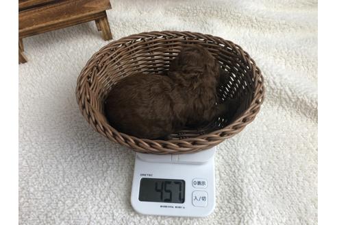 成約済の静岡県のトイプードル-98474の2枚目