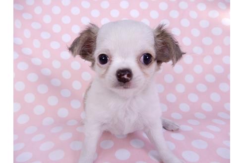 成約済の千葉県のチワワ(ロングコート)-97242の1枚目