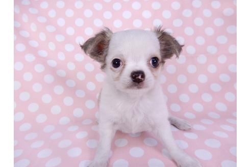 成約済の千葉県のチワワ(ロングコート)-97242の3枚目