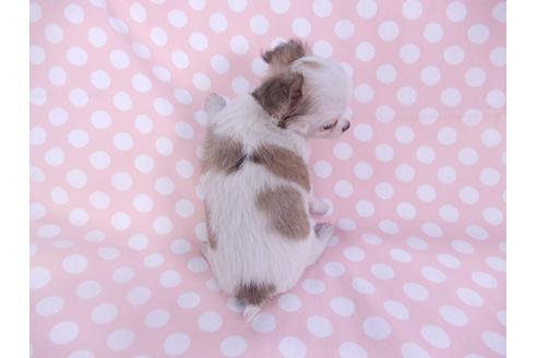 成約済の千葉県のチワワ(ロングコート)-97242の2枚目