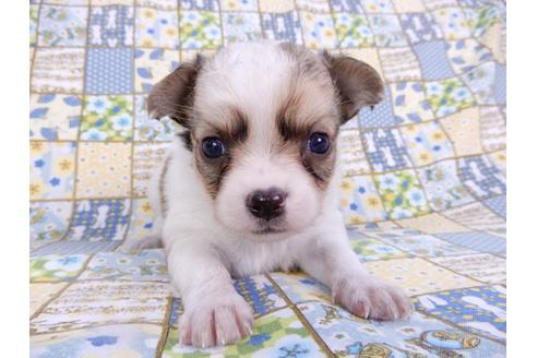 成約済の千葉県のチワワ(ロングコート)-98483の9枚目