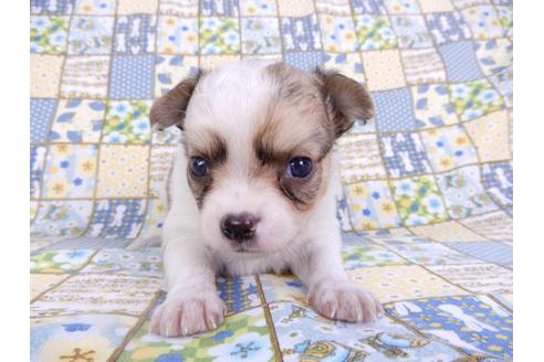 成約済の千葉県のチワワ(ロングコート)-98483の8枚目