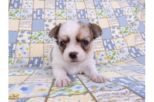 成約済の千葉県のチワワ(ロングコート)-98483の7枚目