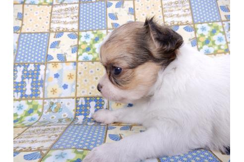 成約済の千葉県のチワワ(ロングコート)-98483の6枚目