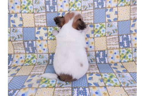 成約済の千葉県のチワワ(ロングコート)-98483の5枚目