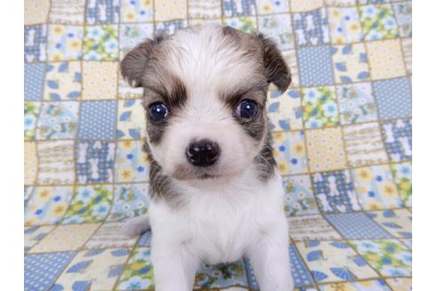 成約済の千葉県のチワワ(ロングコート)-98484の16枚目