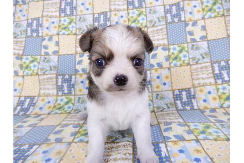 成約済の千葉県のチワワ(ロングコート)-98484の15枚目