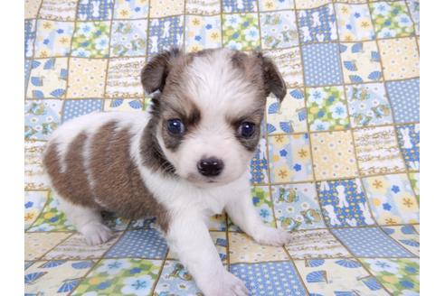 成約済の千葉県のチワワ(ロングコート)-98484の14枚目