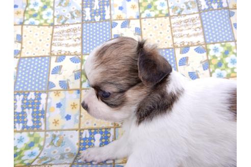 成約済の千葉県のチワワ(ロングコート)-98484の13枚目