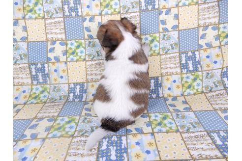 成約済の千葉県のチワワ(ロングコート)-98484の12枚目