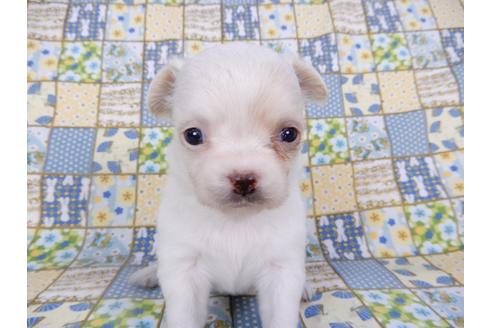 成約済の千葉県のチワワ(ロングコート)-98486の19枚目