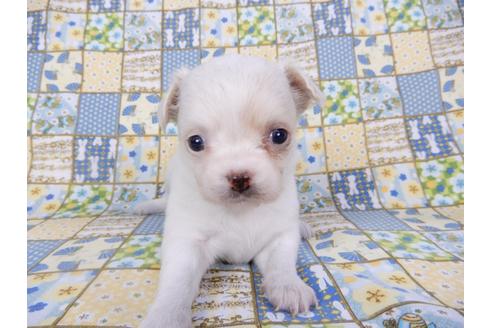 成約済の千葉県のチワワ(ロングコート)-98486の18枚目