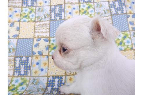 成約済の千葉県のチワワ(ロングコート)-98486の17枚目