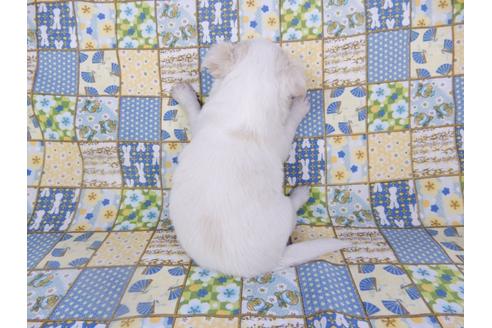 成約済の千葉県のチワワ(ロングコート)-98486の16枚目