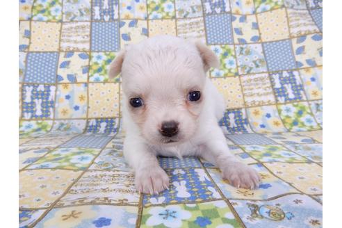 成約済の千葉県のチワワ(ロングコート)-98487の24枚目