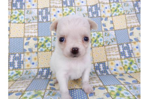 成約済の千葉県のチワワ(ロングコート)-98487の23枚目