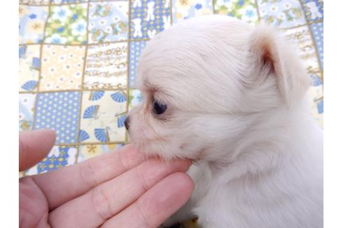 成約済の千葉県のチワワ(ロングコート)-98487の22枚目