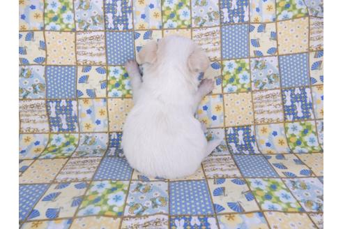 成約済の千葉県のチワワ(ロングコート)-98487の21枚目