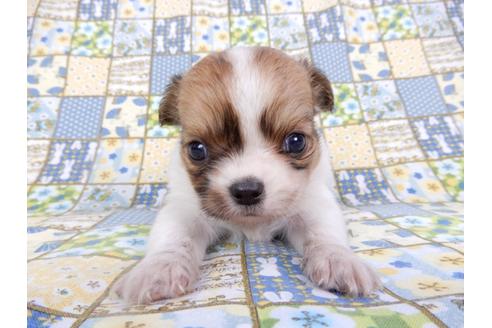 成約済の千葉県のチワワ(ロングコート)-98488の21枚目