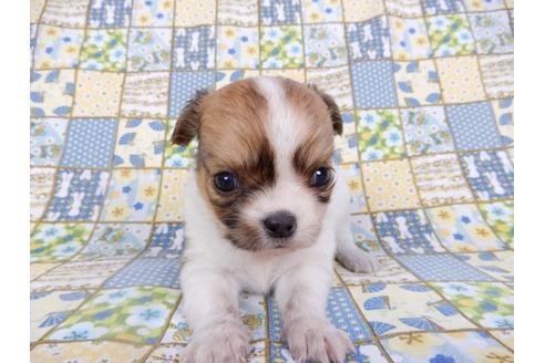 成約済の千葉県のチワワ(ロングコート)-98488の20枚目