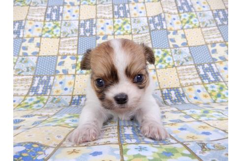 成約済の千葉県のチワワ(ロングコート)-98488の19枚目