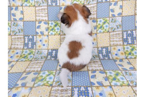 成約済の千葉県のチワワ(ロングコート)-98488の18枚目