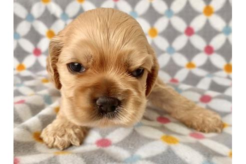 成約済の埼玉県のアメリカンコッカースパニエル-98502