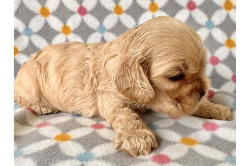 成約済の埼玉県のアメリカンコッカースパニエル-98502の5枚目