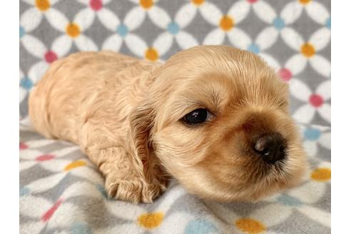 成約済の埼玉県のアメリカンコッカースパニエル-98502の4枚目