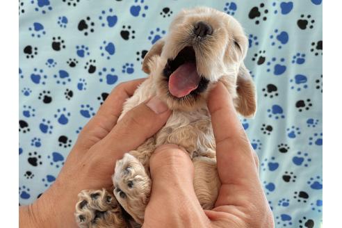 成約済の埼玉県のアメリカンコッカースパニエル-98502の3枚目