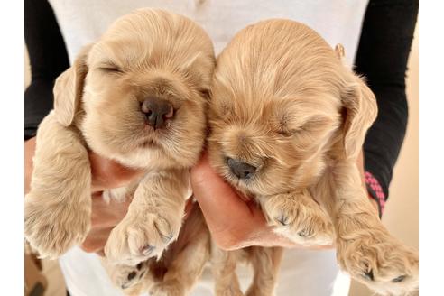 成約済の埼玉県のアメリカンコッカースパニエル-98502の2枚目