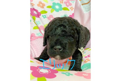 成約済の東京都のミックス犬-98512の2枚目