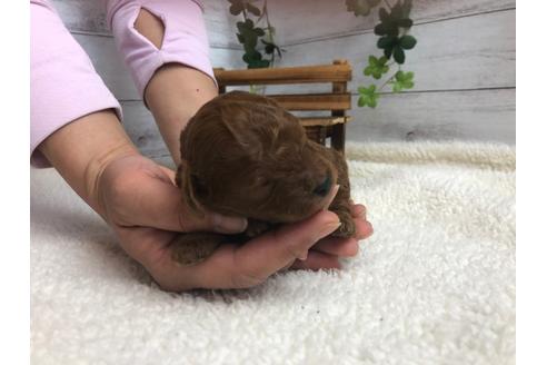 成約済の静岡県のトイプードル-98518の5枚目