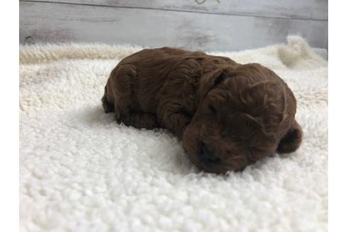 成約済の静岡県のトイプードル-98518の1枚目