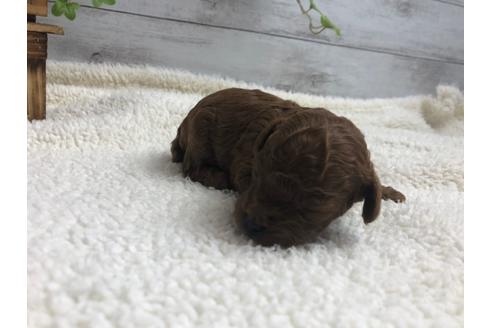 成約済の静岡県のトイプードル-98518の3枚目