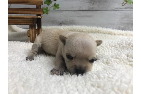 成約済の静岡県のチワワ(ロングコート)-98519の4枚目